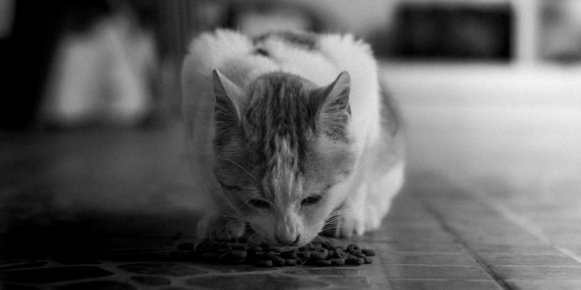 A black and white photo of a tabby cat eating indoors, showcasing pet lifestyle.