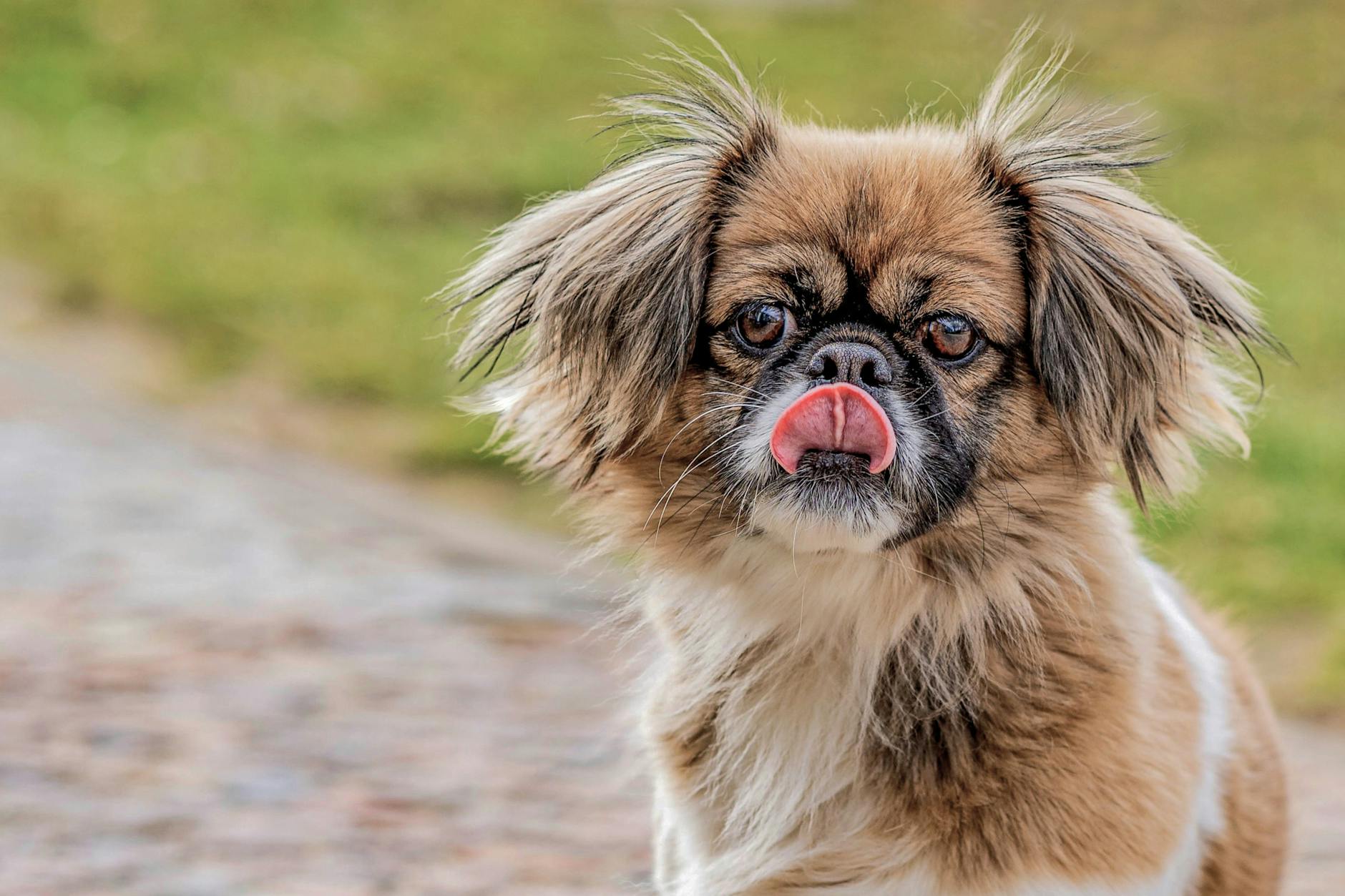 Charming Tibetan Spaniel dog with fluffy fur, sticking out its tongue in a playful pose outdoors.
